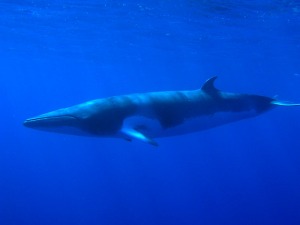 Minke whale